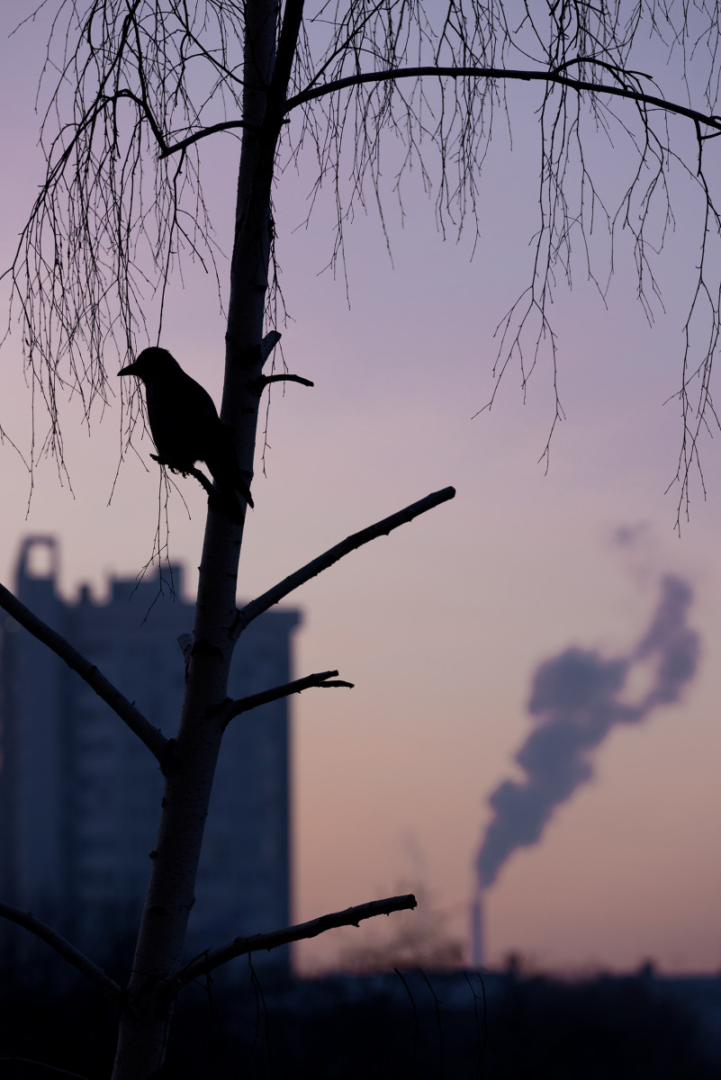 Портрет вороны ранним утром.