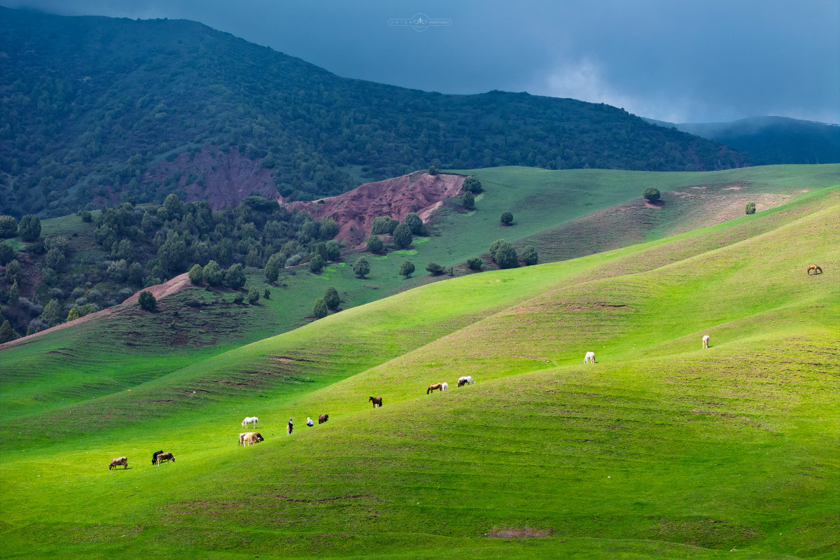 Windows XP