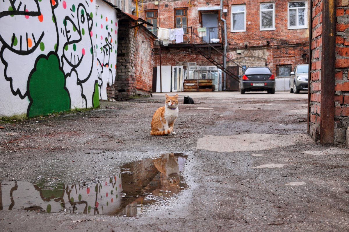 Коты и голуби